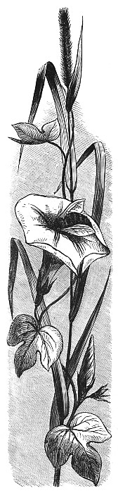 Bee on Morning Glory Drawing