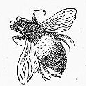 Vintage Bee Drawing