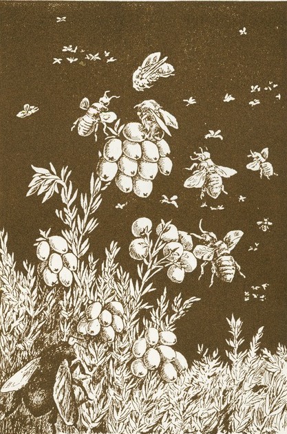 Bees & Berries