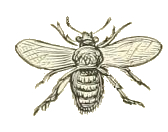 Bee Drawing