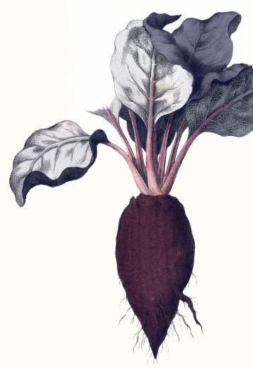 Vintage Beet Drawing