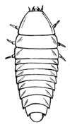 Beetle Larva