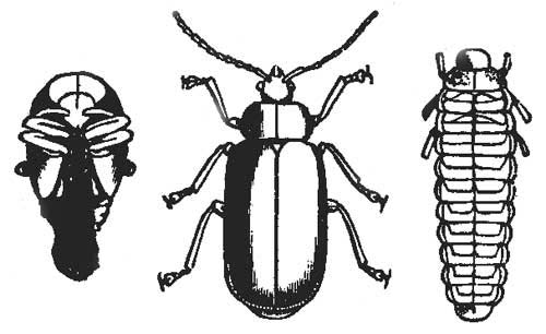 Leaf Beetle Image