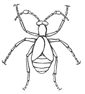 Meloë  Poisonous Beetle
