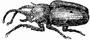 Elephant Beetle