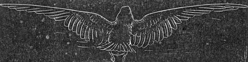 Bird in Flight Etching