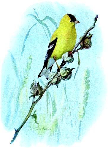 Painted Goldfinch