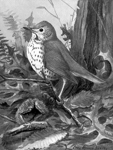 Wood Thrush Picture