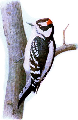 Downy Woodpecker