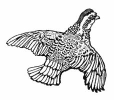 Grouse in Flight