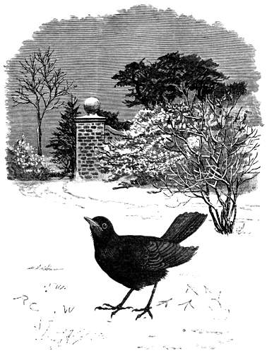 Black Bird in the Snow