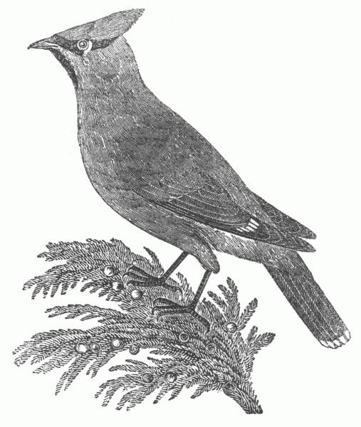 Cedar Bird Engraving