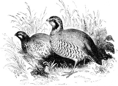 Quail Drawing