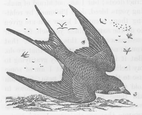 Swallow Illustration