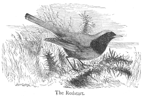 Redstart Drawing