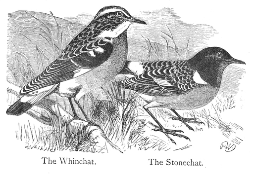 Whinchat and Stonechat Bird Drawing