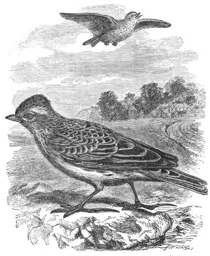 Vintage Skylark Drawing