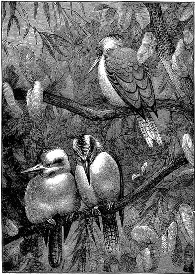 Bird Engraving