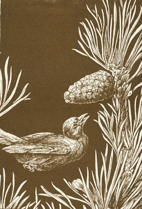 Bird & Pine Cone