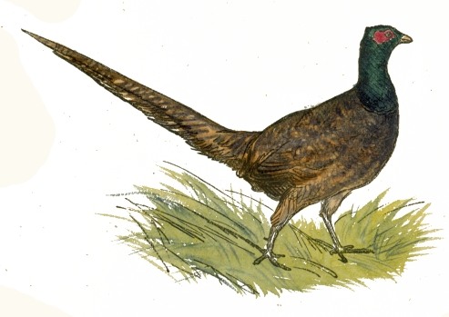 Pheasant Drawing