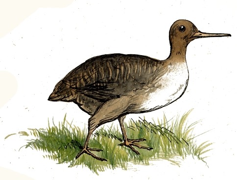 Woodcock Drawing