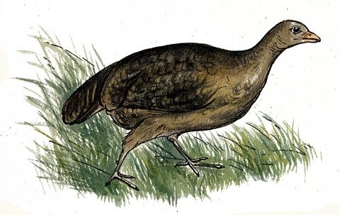 Partridge Drawing