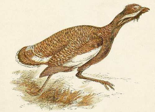 Bustard Drawing