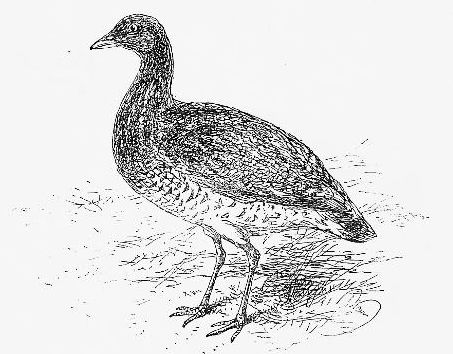 Vintage Bustard Drawing