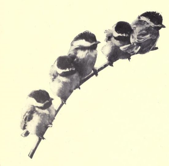 Birds on a Branch