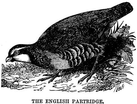The English Partridge