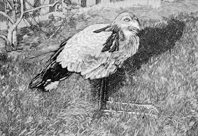 Secretary Bird Drawing