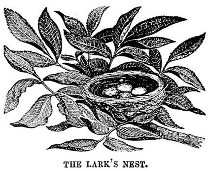 Lark Nest Drawing