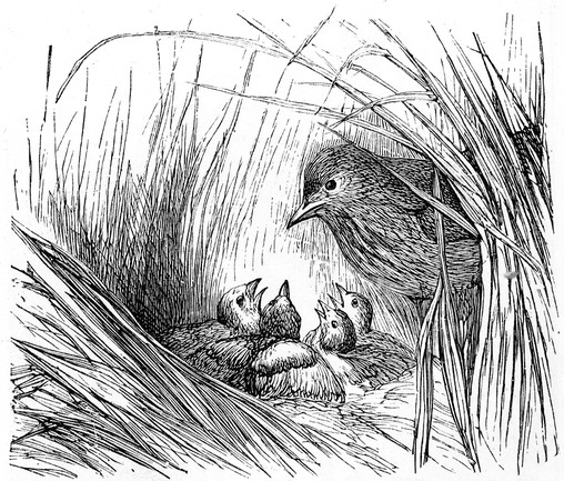 Lark Nest