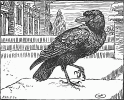 Large Raven Image