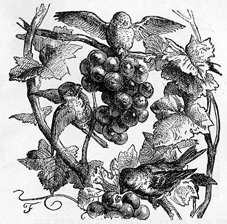 Stealing Grapes