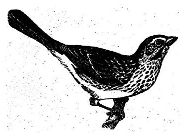Vintage Bird Drawing