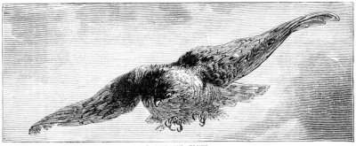 Bird in Flight Drawing