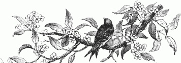 Black Bird Drawing