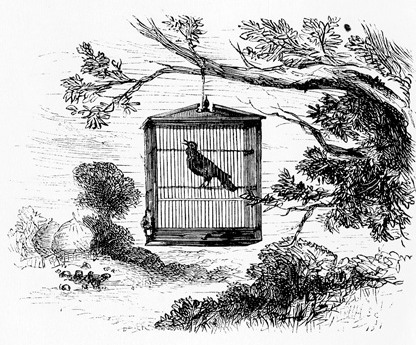 Caged Bird in Tree