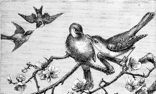 Bird Courtship