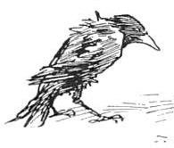 Black Bird Sketch