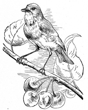 Bird in Cherry Tree