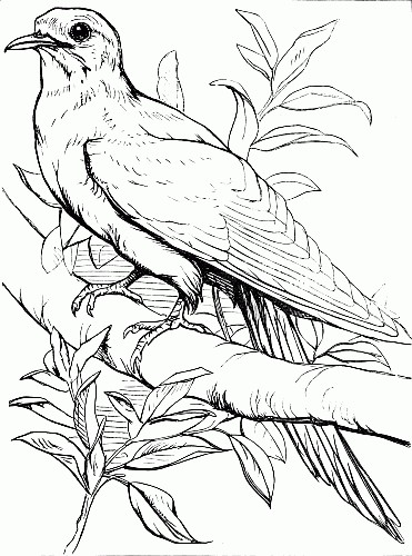 Bird Coloring Image