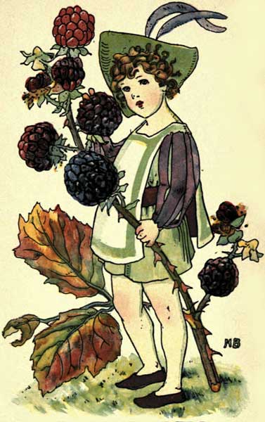 blackberry flower drawing