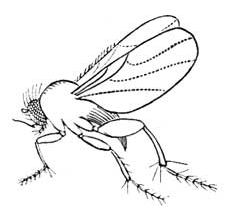 Downloadable Fly Image