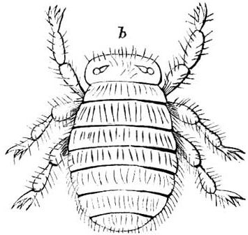 Hairy Bug Image