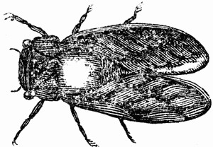 Locust Drawing