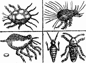 Drawing of Mites