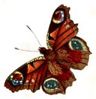 Butterfly Image