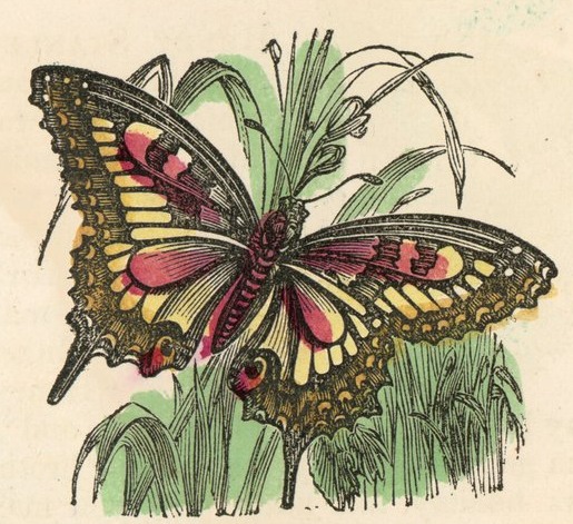 Hand Colorized Butterfly Drawing
